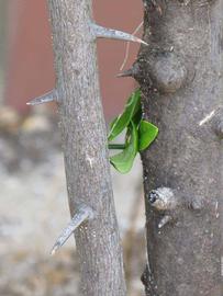            Bark (Winter Haven, FL)      