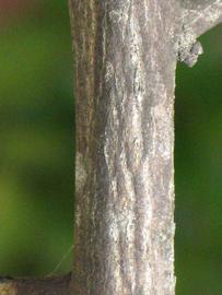              Second - third year twig (Winter Haven, FL)       