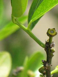            First year twig (Winter Haven, FL)   