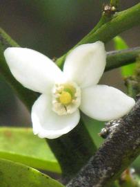              Flower (Winter Haven, FL)       