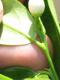              Petiole (Winter Haven, FL)       