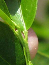              Petiole (Winter Haven, FL)       