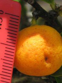            Fruit (Winter Haven, FL)   