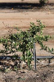            Habit (Riverside, CA)   