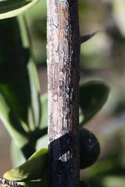            Second - third year twig (Riverside, CA)   