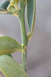            First year twig (Riverside, CA)   