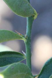            First year twig (Riverside, CA)   