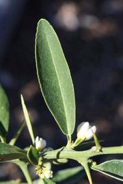              Unifoliolate leaf (Riverside, CA)       