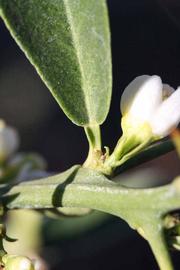              Petiole (Riverside, CA)       