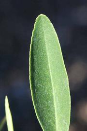              Margin (Riverside, CA)       