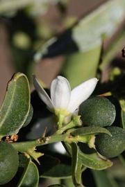              Flower (Riverside, CA)       