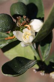              Flower (Riverside, CA)       