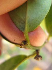              Petiole (Winter Haven, FL)       