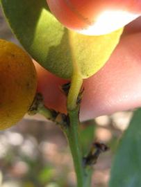              Petiole (Winter Haven, FL)       