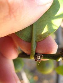              Petiole (Winter Haven, FL)       