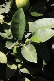              Sun leaves (Riverside, CA)       