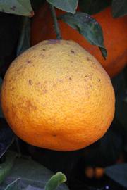            Fruit (Riverside, CA)   