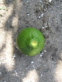            Immature fruit (Winter Haven, FL)   