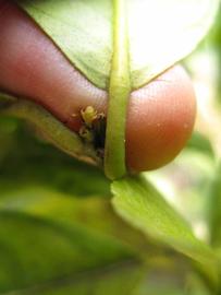              Petiole (Winter Haven, FL)       