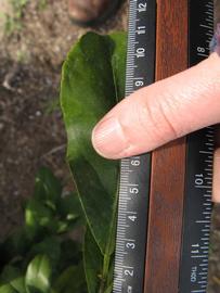              Unifoliolate leaf (Winter Haven, FL)       