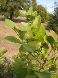            Sun leaves (Winter Haven, FL)   