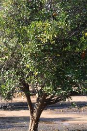            Habit (Riverside, CA)   