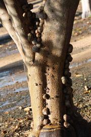            Bark (Riverside, CA)   