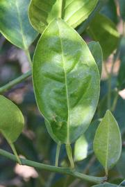              Unifoliolate leaf (Riverside, CA)       
