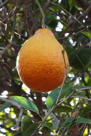            Fruit (Riverside, CA)   