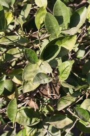              Sun leaves (Riverside, CA)       