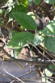              Shade leaves (Riverside, CA)       