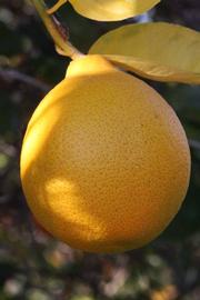            Fruit (Riverside, CA)   