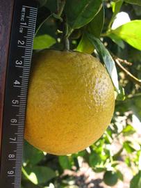            Fruit (Winter Haven, FL)   