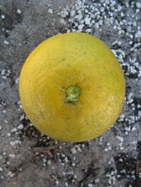            Fruit (Winter Haven, FL)   