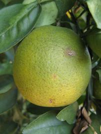            Fruit (Winter Haven, FL)   