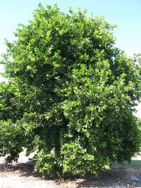            Habit (Winter Haven, FL)   