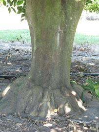            Bark (Winter Haven, FL)   