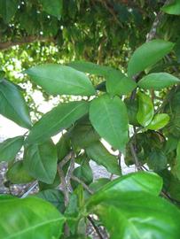              Shade leaves (Winter Haven, FL)       