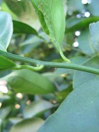            First year twig (Winter Haven, FL)   