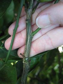              Second - third year twig (Winter Haven, FL)       