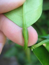              Petiole (Winter Haven, FL)       