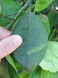              Unifoliolate leaf (Winter Haven, FL)       