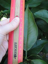              Unifoliolate leaf (Winter Haven, FL)       