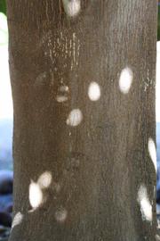            Bark (Riverside, CA)   