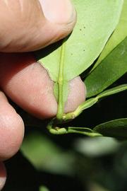              Petiole (Riverside, CA)       