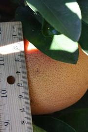            Fruit (Riverside, CA)   
