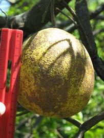            Fruit (Winter Haven, FL)   