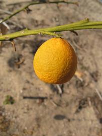            Fruit (Winter Haven, FL)   