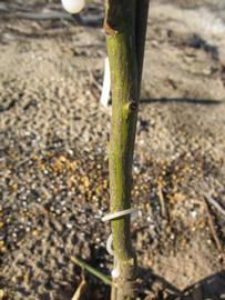              Bark (Winter Haven, FL)       