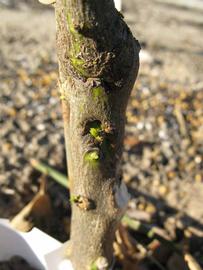              Bark (Winter Haven, FL)       